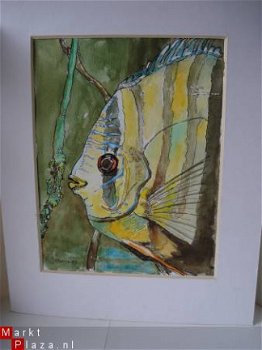 Aquarel vis prachtige kleuzonder lijst 30x36 met paspartout - 1