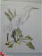Audubon's Vogels in Kruissteek Ginnie Thompson - 1 - Thumbnail