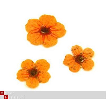 Gedroogde Droog bloem ORANJE dried flower gel acryl nail ART - 1