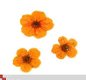 Gedroogde Droog bloem ORANJE dried flower gel acryl nail ART - 1 - Thumbnail
