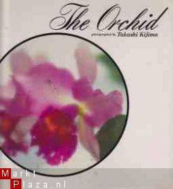 The orchid - 1
