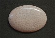 #100 Cabochon Fossiel Koraal Fossil Coral Cabochon - 1 - Thumbnail