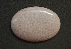 #100 Cabochon Fossiel Koraal Fossil Coral Cabochon