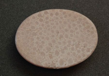 #100 Cabochon Fossiel Koraal Fossil Coral Cabochon - 1