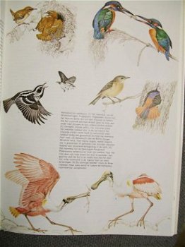 De wereld van de vogels Thieme Chr. Perrins Ad Cameron - 1