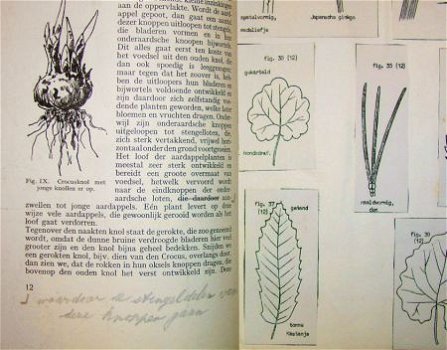 [1927] Korte Vormleer der Planten, Nijgh & v D - 3