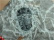 Trilobite - 1 - Thumbnail
