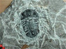 Trilobite