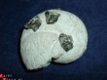 Callyphyloceras sp Speciale Ammoniet met pyriet uit Italie - 1 - Thumbnail