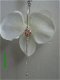 witte bloemoorbel orchidee met glitterster mooi voor bruid - 1 - Thumbnail