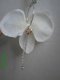 witte bloemoorbel orchidee met glitterster mooi voor bruid - 1 - Thumbnail