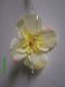 zacht geel gtst bloemoorbel - 1 - Thumbnail