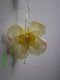 zacht geel gtst bloemoorbel - 1 - Thumbnail