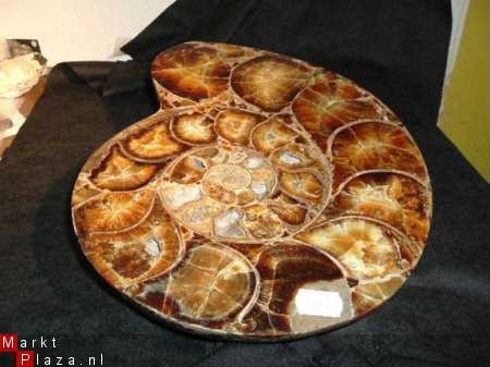 Ammonite Madagascar - 1