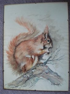 Prachtige  aquarel eekhoorn  40 x 30 in wissellijst