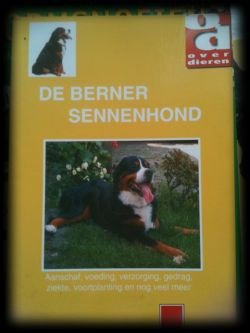 De Berner sennenhond, - 1