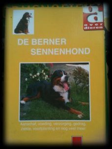 De Berner sennenhond,