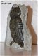 #5 Steatite soapstone Owl Speksteen Uil - 1 - Thumbnail