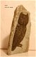 #8 Steatite soapstone Owl Speksteen Uil - 1 - Thumbnail