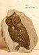 #9 Steatite soapstone Owl Speksteen Uil - 1 - Thumbnail