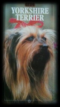 Yorkshire Terrier, Jackie Ransom - 1