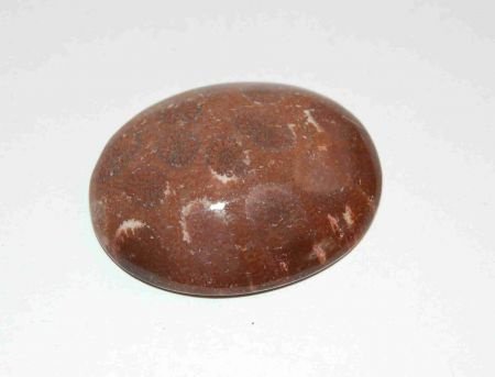 #125 Cabochon Fossiel Koraal Fossil Coral Cabochon - 1