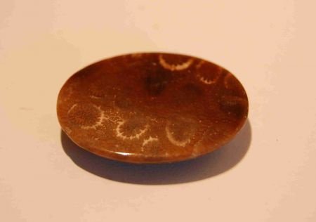 #125 Cabochon Fossiel Koraal Fossil Coral Cabochon - 1