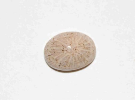 #107 Cabochon Fossiel Koraal Fossil Coral Cabochon - 1