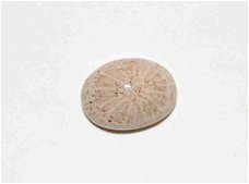 #107 Cabochon Fossiel Koraal Fossil Coral Cabochon