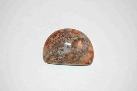 #108 Cabochon Fossiel Koraal Fossil Coral Cabochon - 1