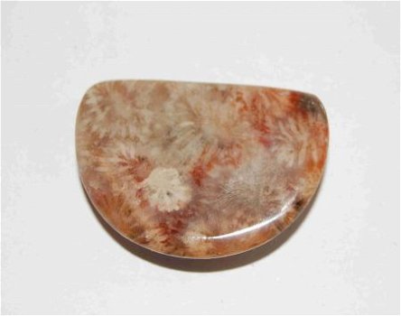 #108 Cabochon Fossiel Koraal Fossil Coral Cabochon - 1