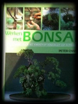 Werken met bonsai, Peter Chan - 1
