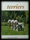 Terriers, B.Van Der Hoeven-De Meyer, - 1 - Thumbnail