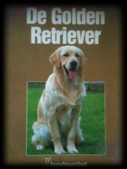 Portret van De Golden Retriever, - 1