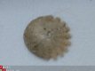 #1 Zee-egel Heliophora Miozeen Maroc - 1 - Thumbnail
