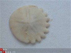#11 Echinocorus Heliophora sp Leuk zee egeltje