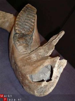 Mammuthus primigenius Kaak Museum stuk - 1