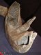 Mammuthus primigenius Kaak Museum stuk - 1 - Thumbnail