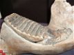 Mammuthus primigenius Kaak Museum stuk - 1 - Thumbnail