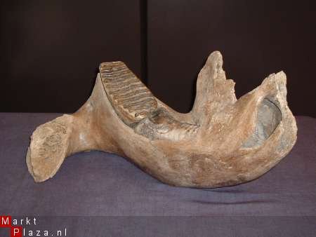 Mammuthus primigenius Kaak Museum stuk - 1