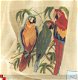 borduurpatroon 033 papegaaien - 1 - Thumbnail