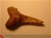 FOSSIELE HAAIETAND* FOSSILE Sharkteeh, Maco Chili - 1 - Thumbnail