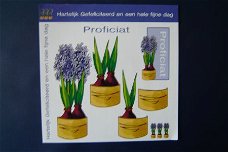 nr.283 knipvelletje  hyacinten paars / lila