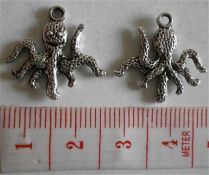 Natuur : Dieren : Bedel octopus 20 x 19 mm. - 1