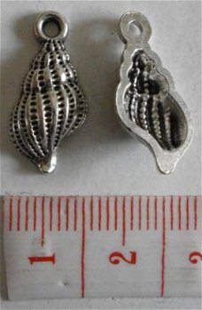 Diversen : Strand - zee : Bedel hoornschelp 20 x 10 mm.