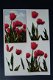 0033. Knipvelletje Hollandse Tulpen - 1 - Thumbnail