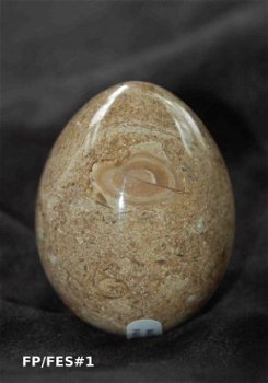 #1 Fossiel Koraal ei Fossil Coral egg - 1