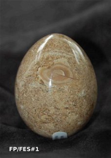 #1 Fossiel Koraal ei Fossil Coral egg