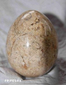 #4 Fossiel Koraal ei Fossil Coral egg