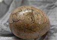 #4 Fossiel Koraal ei Fossil Coral egg - 1 - Thumbnail